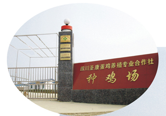 四川圣康蛋雞養殖專業合作